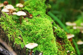 世界保龄球青训暑期计划：校园联赛覆盖率提升，保龄球国际比赛
